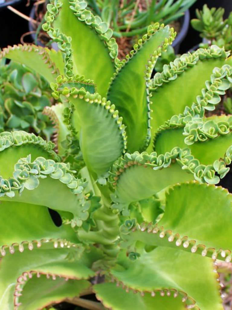 Kalanchoe daigremontiana (Mexican Hat Plant) World of