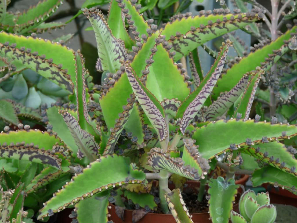 KALANCHOE DAIGREMONTIANA real plant