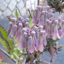 https://worldofsucculents.com/wp-content/uploads/2013/07/Kalanchoe-daigremontiana-Mexican-Hat-Plant2-250x250.jpg