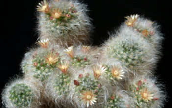 Mammillaria bocasana (Powder Puff Cactus) Mammillaria bocasana (Powder Puff Cactus)