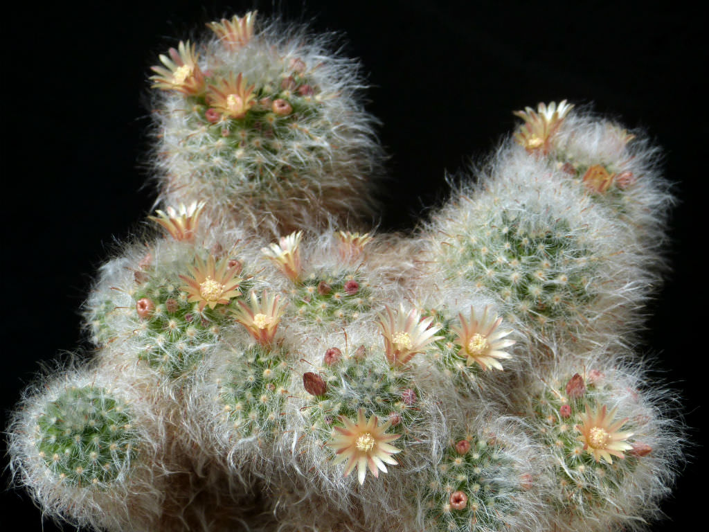 Mammillaria bocasana (Powder Puff Cactus) | World of Succulents