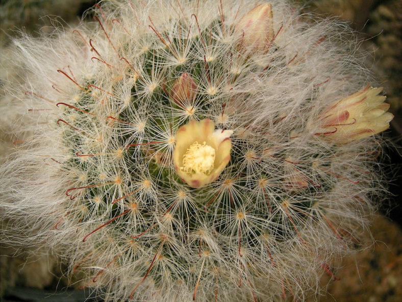 Mammillaria bocasana (Powder Puff Cactus)