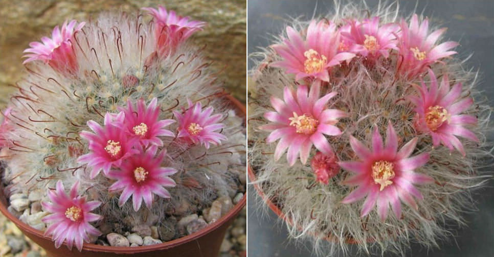 Mammillaria bocasana (Powder Puff Cactus) World of Succulents
