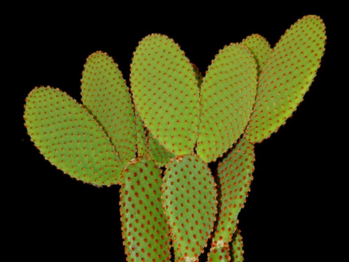 Opuntia microdasys subsp. rufida (Cinnamon Bunny Ears) aka Opuntia rufida