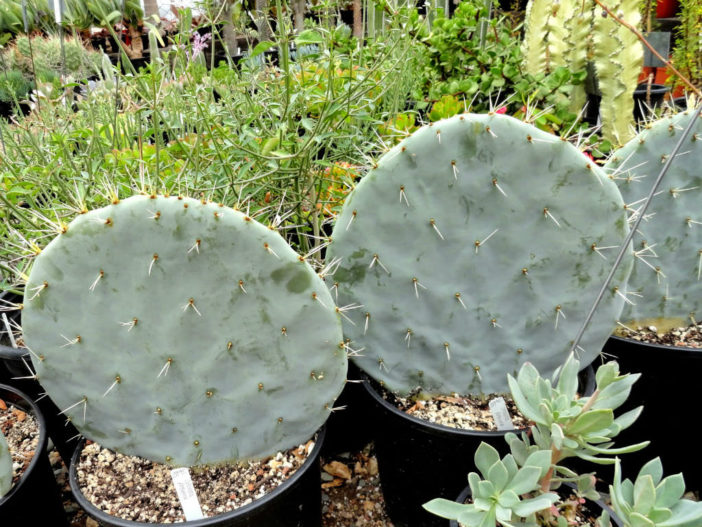 Opuntia robusta (Wheel Cactus)
