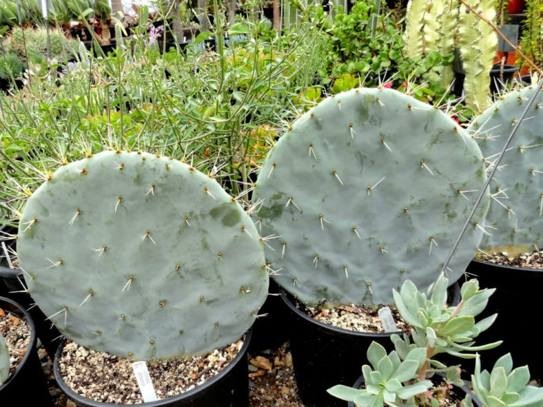 Opuntia robusta (Wheel Cactus)