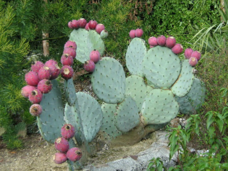 Opuntia robusta (Wheel Cactus)