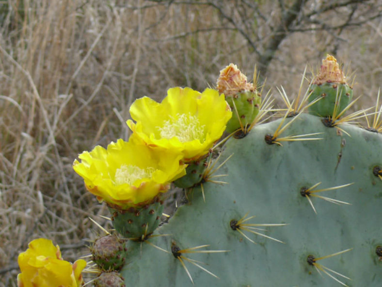 Opuntia robusta (Wheel Cactus)