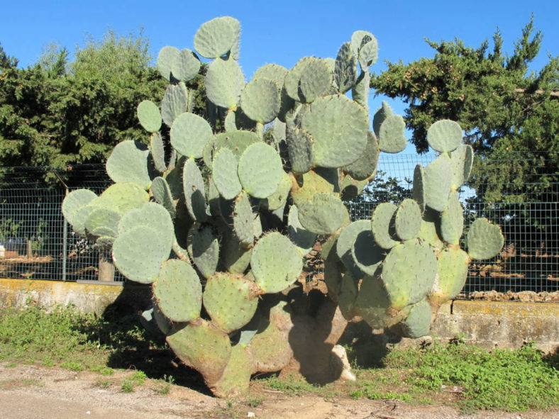 Opuntia robusta (Wheel Cactus)
