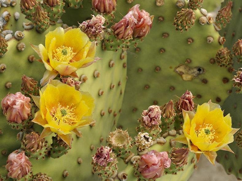 Opuntia rufida (Blind Prickly Pear) aka Opuntia microdasys subsp. rufida