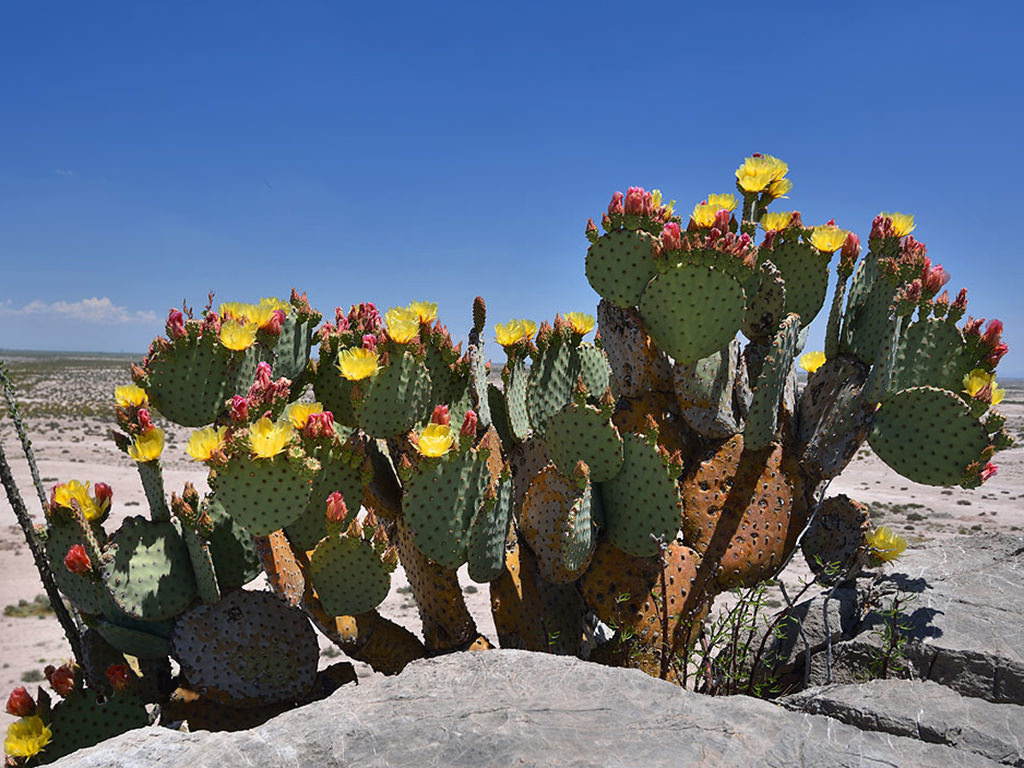 Opuntia rufida (Blind Prickly Pear) aka Opuntia microdasys subsp. rufida