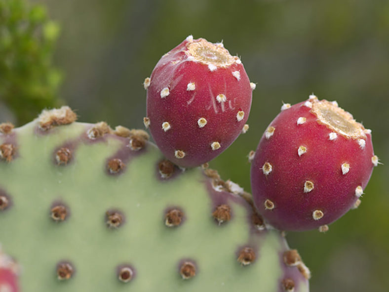Opuntia rufida (Blind Prickly Pear) aka Opuntia microdasys subsp. rufida