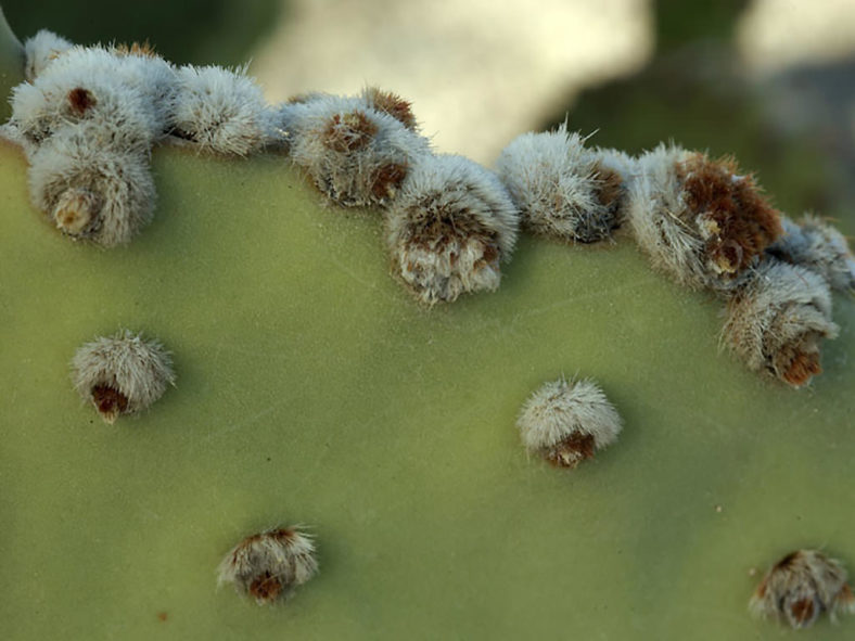 Opuntia rufida (Blind Prickly Pear) aka Opuntia microdasys subsp. rufida
