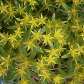 Sedum sarmentosum - Gold Moss, Stringy Stonecrop, Graveyard Moss ...