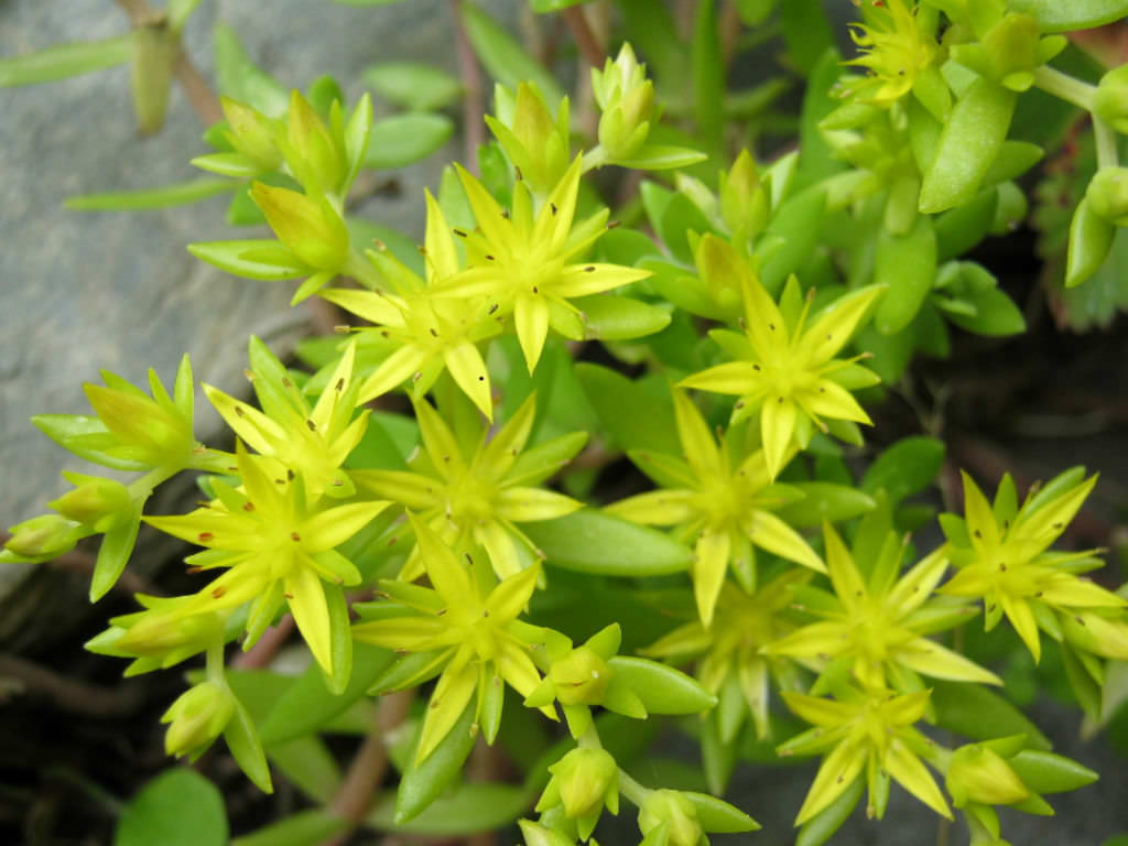 Sedum sarmentosum (Stringy Stonecrop)