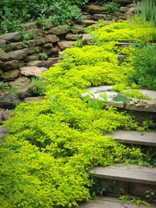 Sedum sarmentosum (Stringy Stonecrop) - World of Succulents