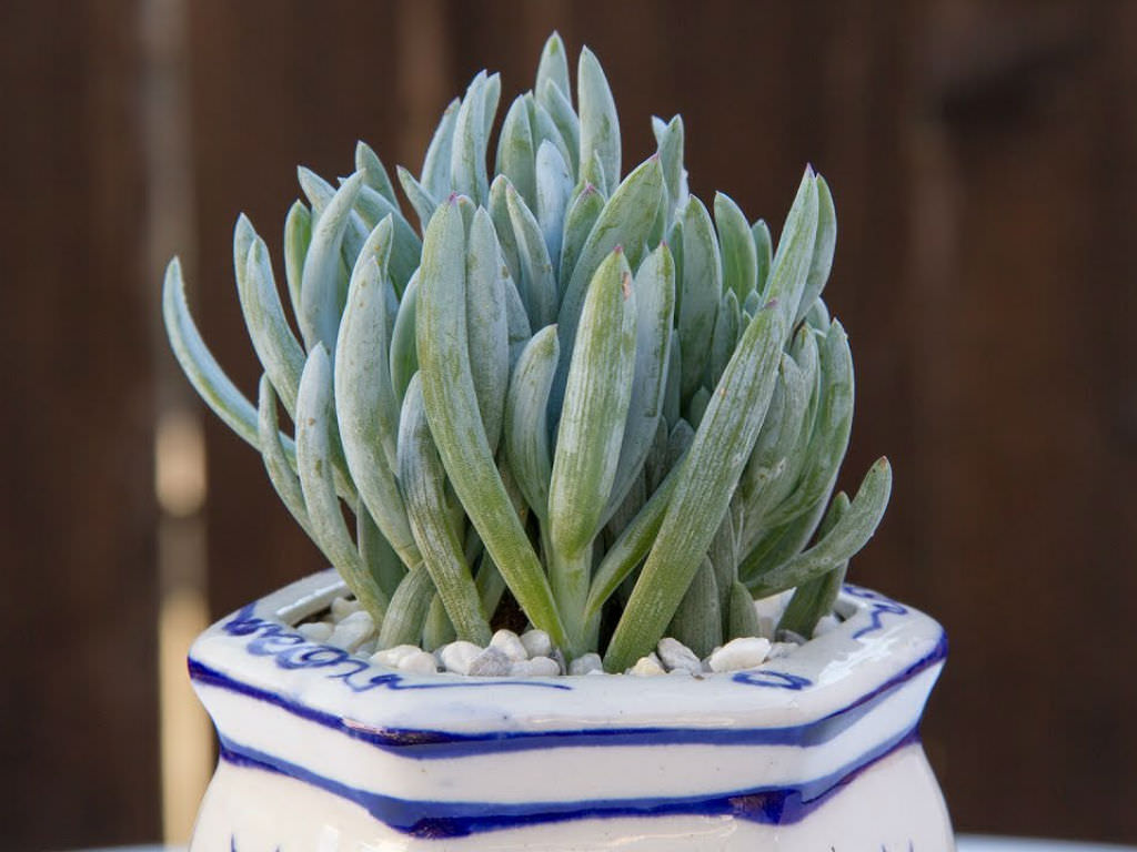 One Senecio Blue Chalk cutting or plant Cactus Succulents