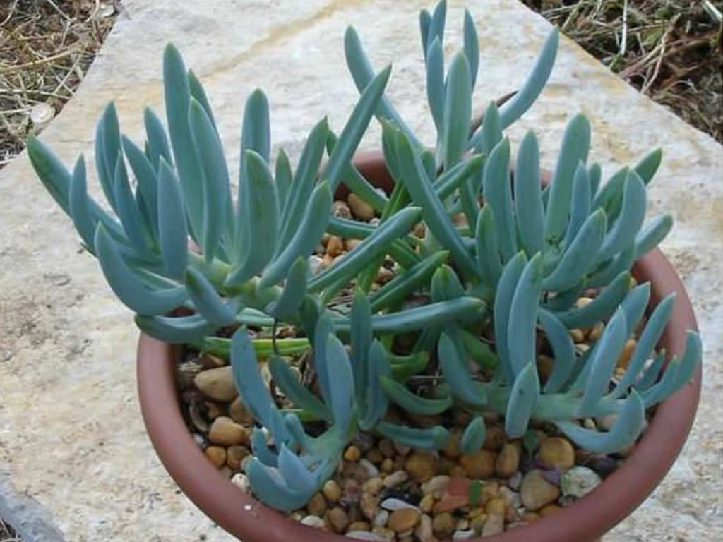 How to Grow and Care for Senecio - World of Succulents