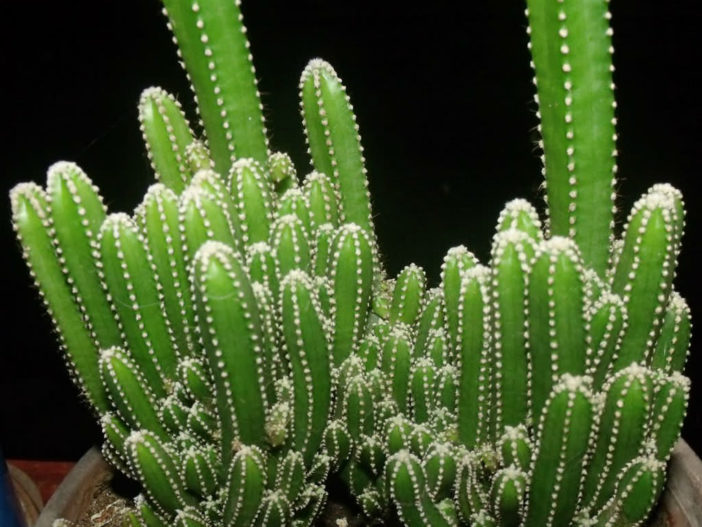 Acanthocereus tetragonus 'Fairy Castle' (Fairy Castle Cactus)