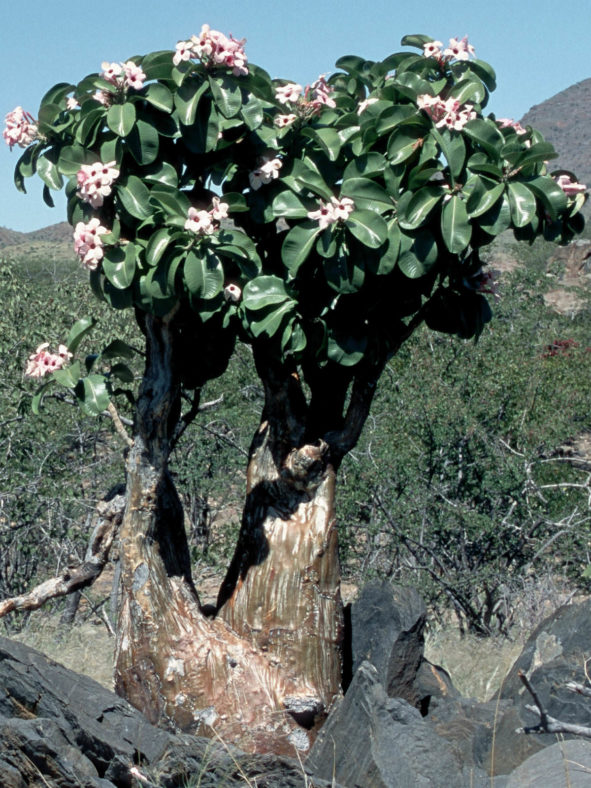 Adenium obesum subsp. boehmianum (Bushman's Poison) aka Adenium boehmianum
