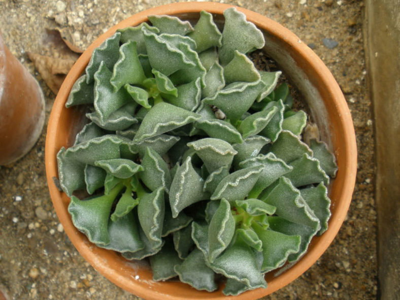 Adromischus cristatus - Crinkle Leaf Plant