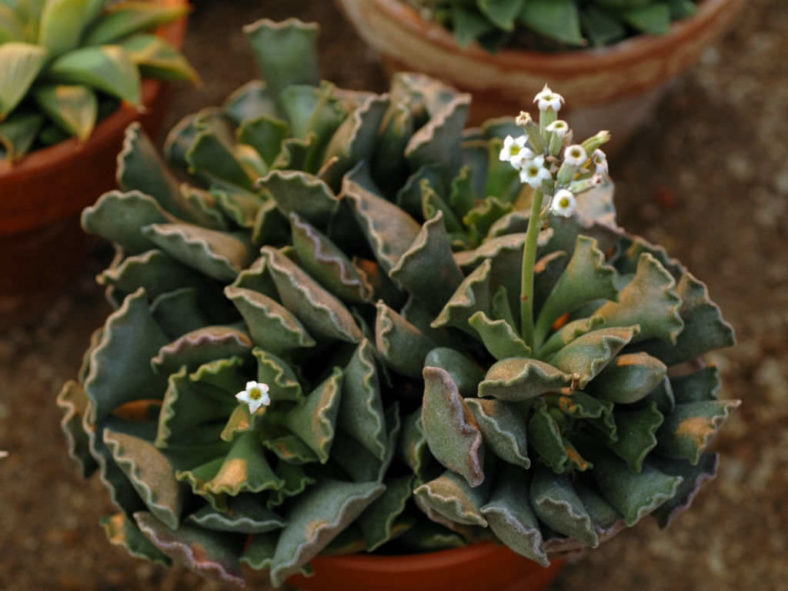 Adromischus cristatus (Crinkle Leaf Plant)