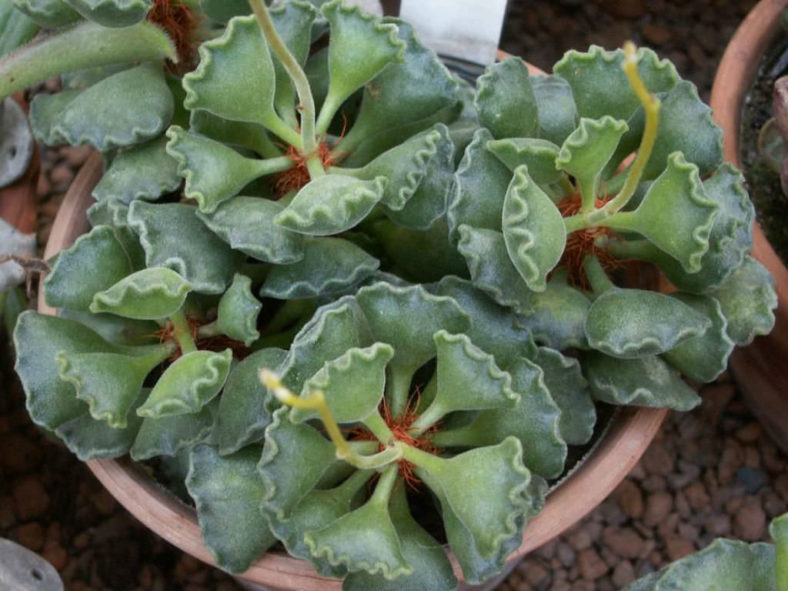 Adromischus cristatus (Crinkle Leaf Plant)