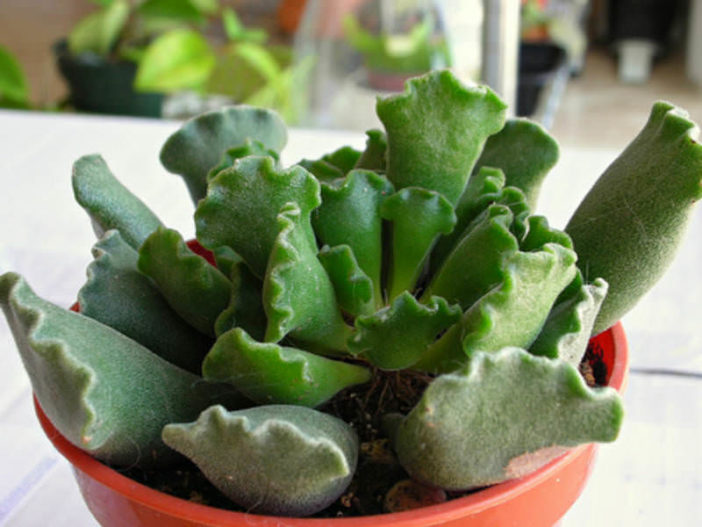 Adromischus cristatus (Crinkle Leaf Plant)