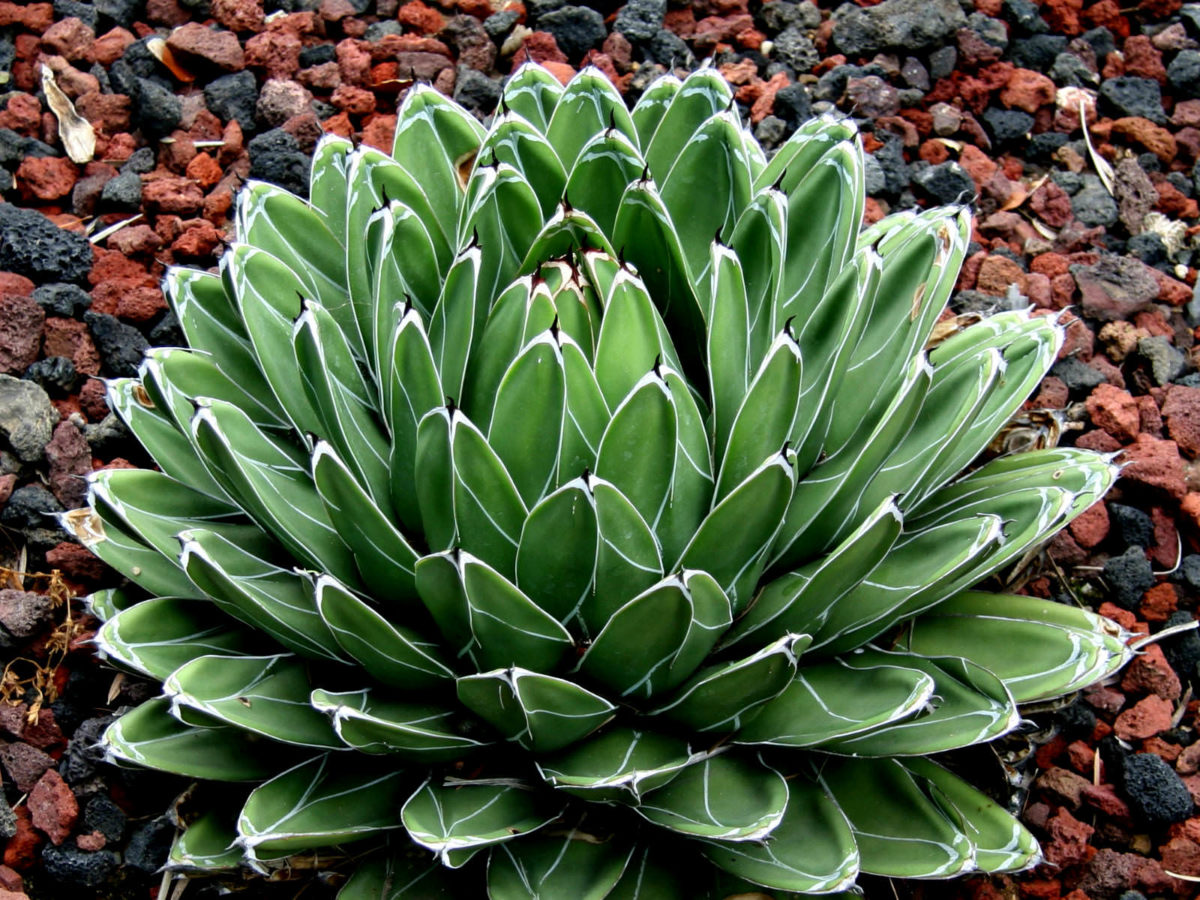 Agave victoriae-reginae - World of Succulents