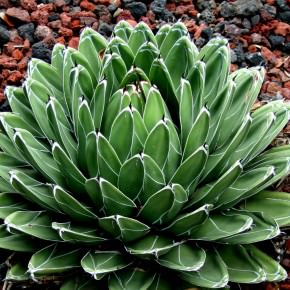 Agave victoriae-reginae - Queen Victoria Agave, Royal Agave | World of ...