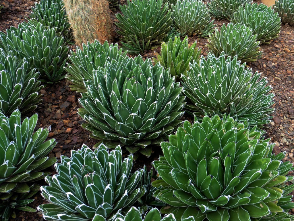 agave-victoriae-reginae-queen-victoria-agave-world-of-succulents