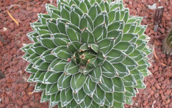 Agave victoriae-reginae (Queen Victoria Agave) Agave victoriae-reginae (Queen Victoria Agave)