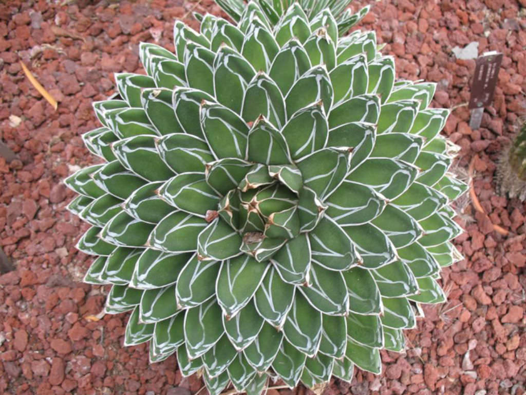 Agave victoriae-reginae (Queen Victoria Agave)