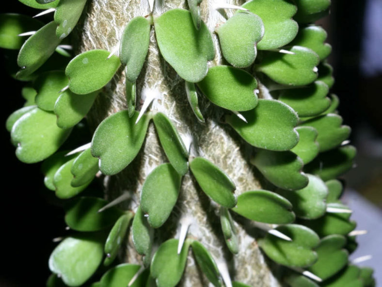 Alluaudia ascendens (Fantsiolotse)