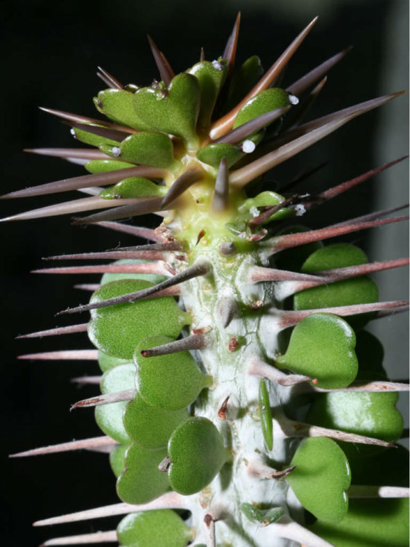 Alluaudia ascendens (Fantsiolotse)