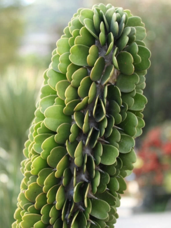 Alluaudia ascendens (Fantsiolotse)