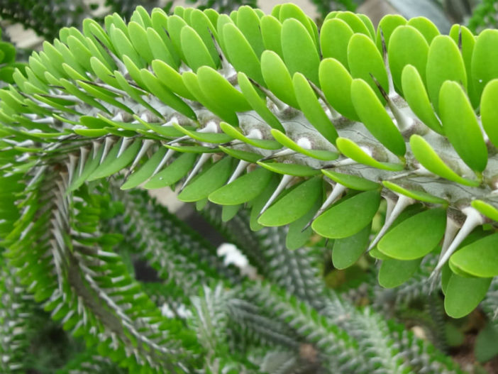 Alluaudia procera (Madagascar Ocotillo)