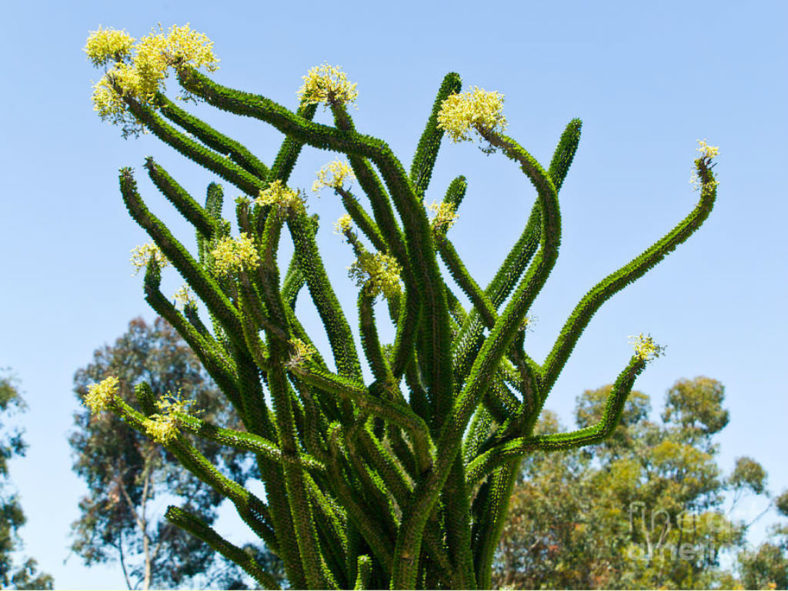 Alluaudia procera (Madagascar Ocotillo)