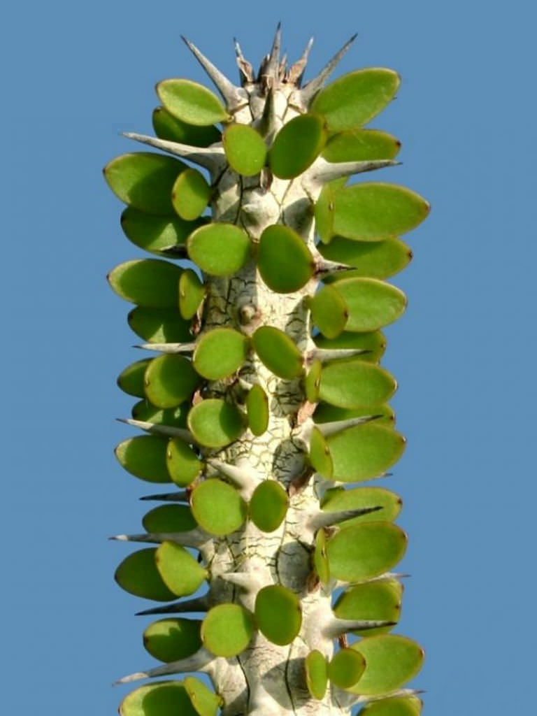 Alluaudia procera (Madagascar Ocotillo) | World of Succulents
