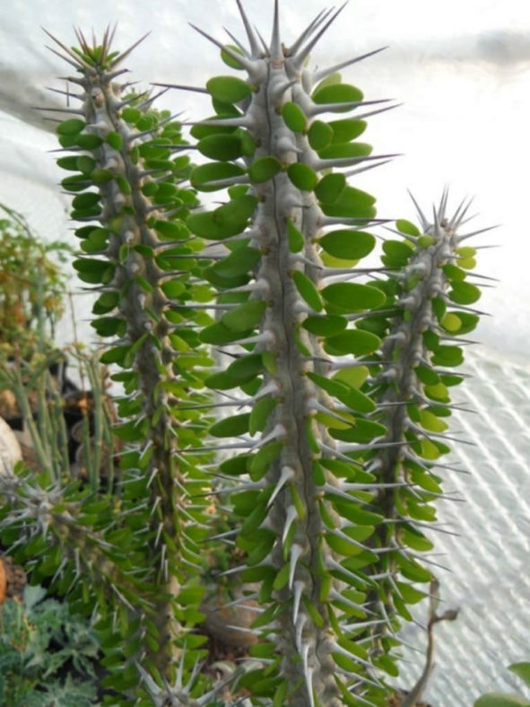 Alluaudia procera (Madagascar Ocotillo)
