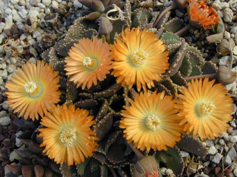 Aloinopsis malherbei (Giant Jewel Plant)