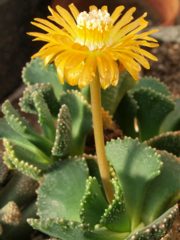 Aloinopsis malherbei (Giant Jewel Plant)