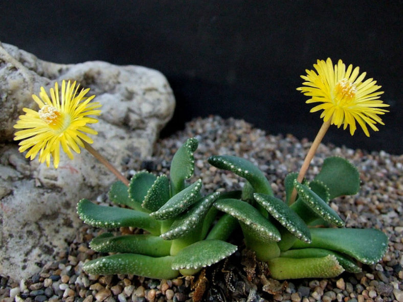 Aloinopsis malherbei (Giant Jewel Plant)