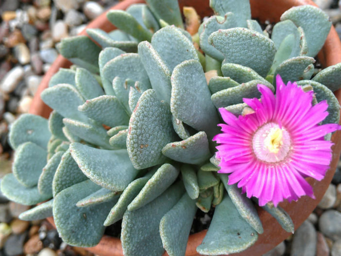 Aloinopsis spathulata (Hardy Living Stone)