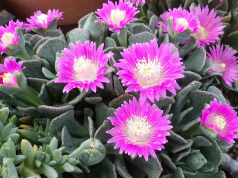 Aloinopsis spathulata (Hardy Living Stone)