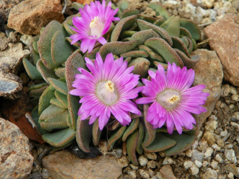 Aloinopsis spathulata (Hardy Living Stone)