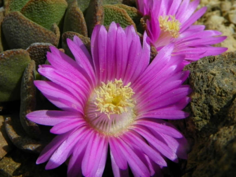 Aloinopsis spathulata (Hardy Living Stone)