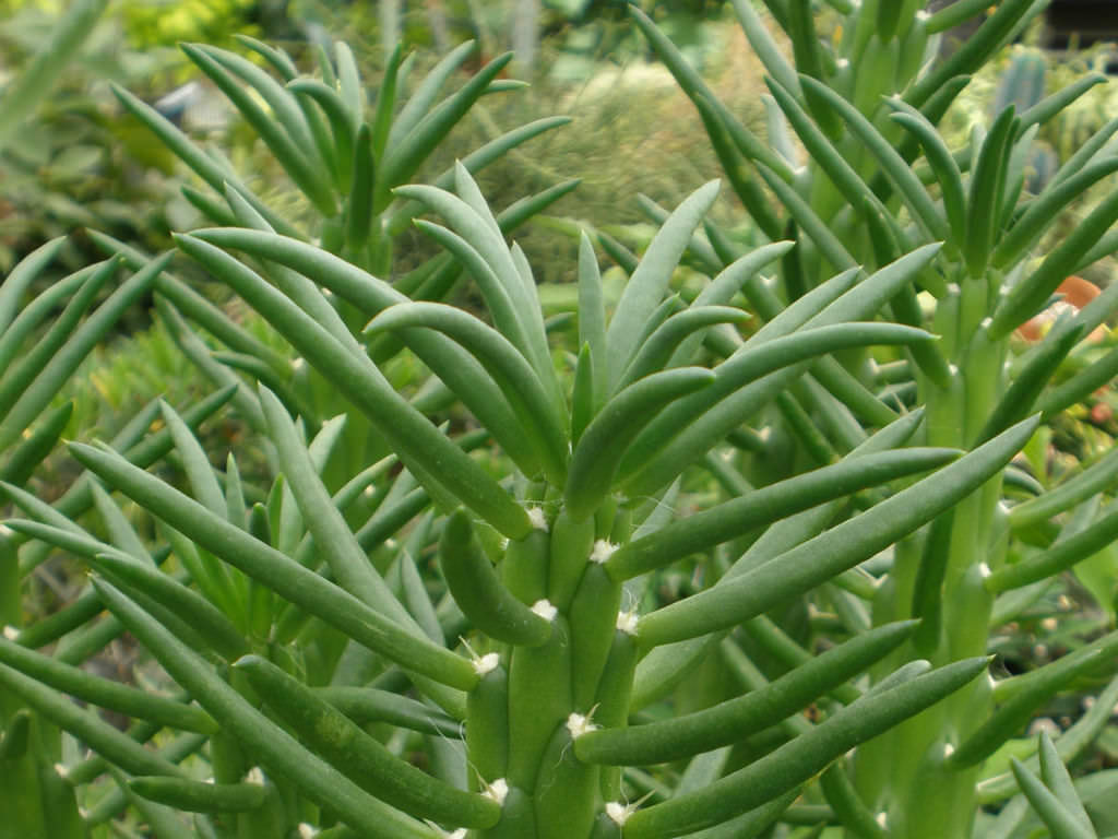 Opuntia subulata or Austrocylindropuntia Subulata also known,Opuntia subula...