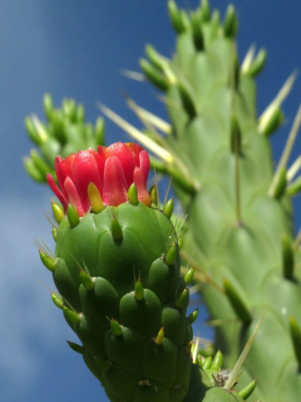 Austrocylindropuntia subulata (Eve's Needle Cactus)