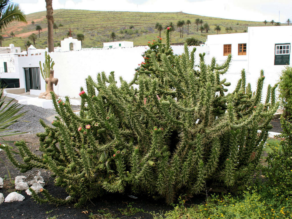 Austrocylindropuntia subulata (Eve's Needle Cactus)